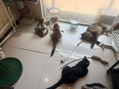 -平行世界·猫咖(首经贸店)