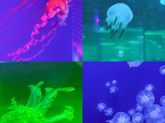 -海合安武汉极地海洋公园