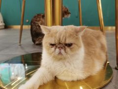 -飞行喵MR PILOT|猫舍·猫咖(静安大融城店)