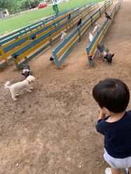 -上美四季动物农场
