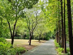 -上海滨江森林公园