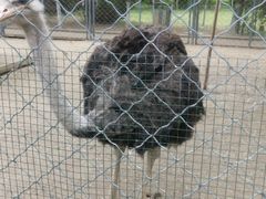 -长白岛森林公园