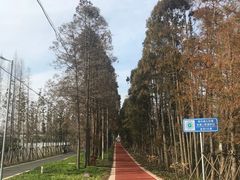 -上海长兴岛郊野公园