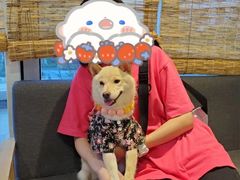 -南京Hallo宠物乐园·哈罗犬舍·柴犬繁育基地