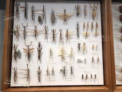 -墨尔本博物馆(Melbourne Museum)