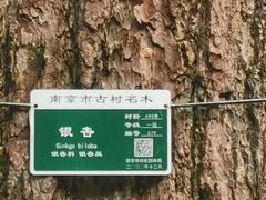-灵谷景区