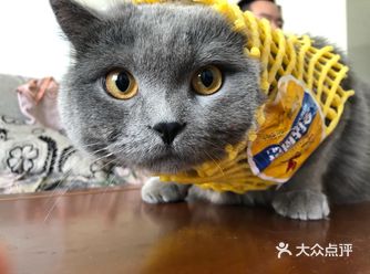 听见塑料袋声音会向你飞奔而来,喜欢舔jiojio