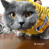 听见塑料袋声音会向你飞奔而来,喜欢舔jiojio
