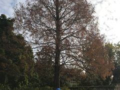-墨尔本皇家植物园