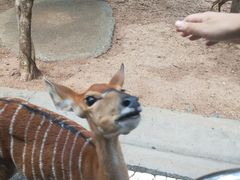 -清迈夜间动物园