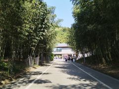 -都江堰中华大熊猫苑
