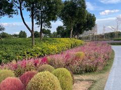 -春花秋色城市公园