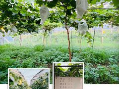 -马陆小张葡萄园农家乐