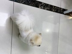 -宠颐生嘉德动物医院