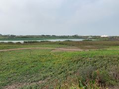 -洪湖湿地生态园