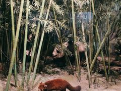-吉林省自然博物馆