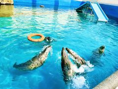 -秦皇岛乐岛海洋王国