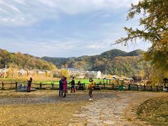 -千年银杏谷文化旅游区