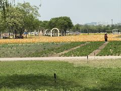 -绿堤公园