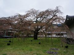 -醍醐寺