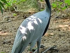 -深圳野生动物园
