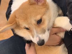 -Let's go狗咖·猫咖·奶狗·桌游(春熙路IFS店)