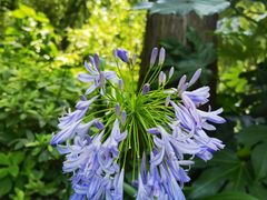 -上海滨江森林公园