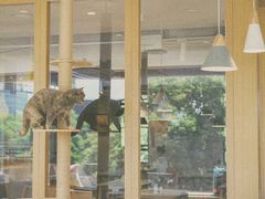 -CAT’S MEWSTAR CAFE·喵星球猫屋(晴湾咖啡店)