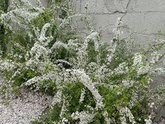 -Jo's Garden