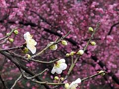 -鼓楼(西湖风景名胜区)