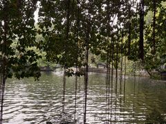 -荔湾湖公园