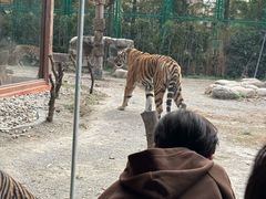 -上海野生动物园老虎餐厅