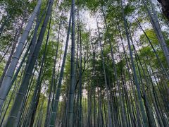 -青龙山国家森林公园
