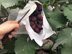 -马陆小张葡萄园农家乐