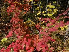 -峡谷浮石林景区