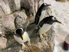 -成都浩海立方海洋公园