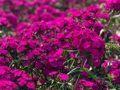 -松山湖梦幻百花洲