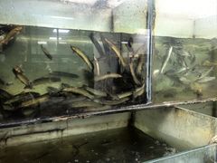 -苏记溪河鲢鱼庄(天府新区店)