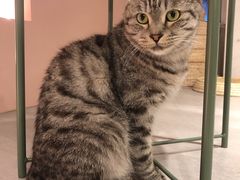 -猫儿山۰猫主题餐厅