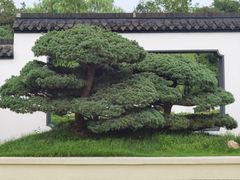 -扬州大运河文化旅游度假区·盆景园