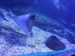 -海合安武汉极地海洋公园