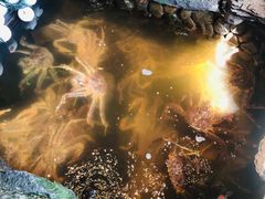 -綱元·海鲜豆捞(明州里店)