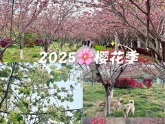-高东镇樱花园