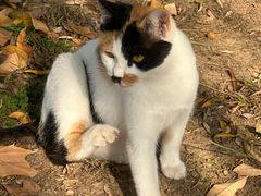 -大拙里·精致融合菜(沙湖桃源国际店)