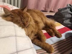 -喵五郎の猫咪酒店·专业洗护·寄养