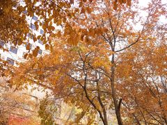 -新疆国际大巴扎-二道桥清真寺