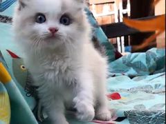 -Bastet sally猫舍购宠(静安店)