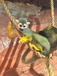 -Zoolung Zoolung动物主题公园(海信广场店)