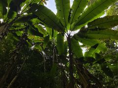 -西双版纳原始森林公园