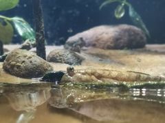 -悉尼海洋生物水族馆